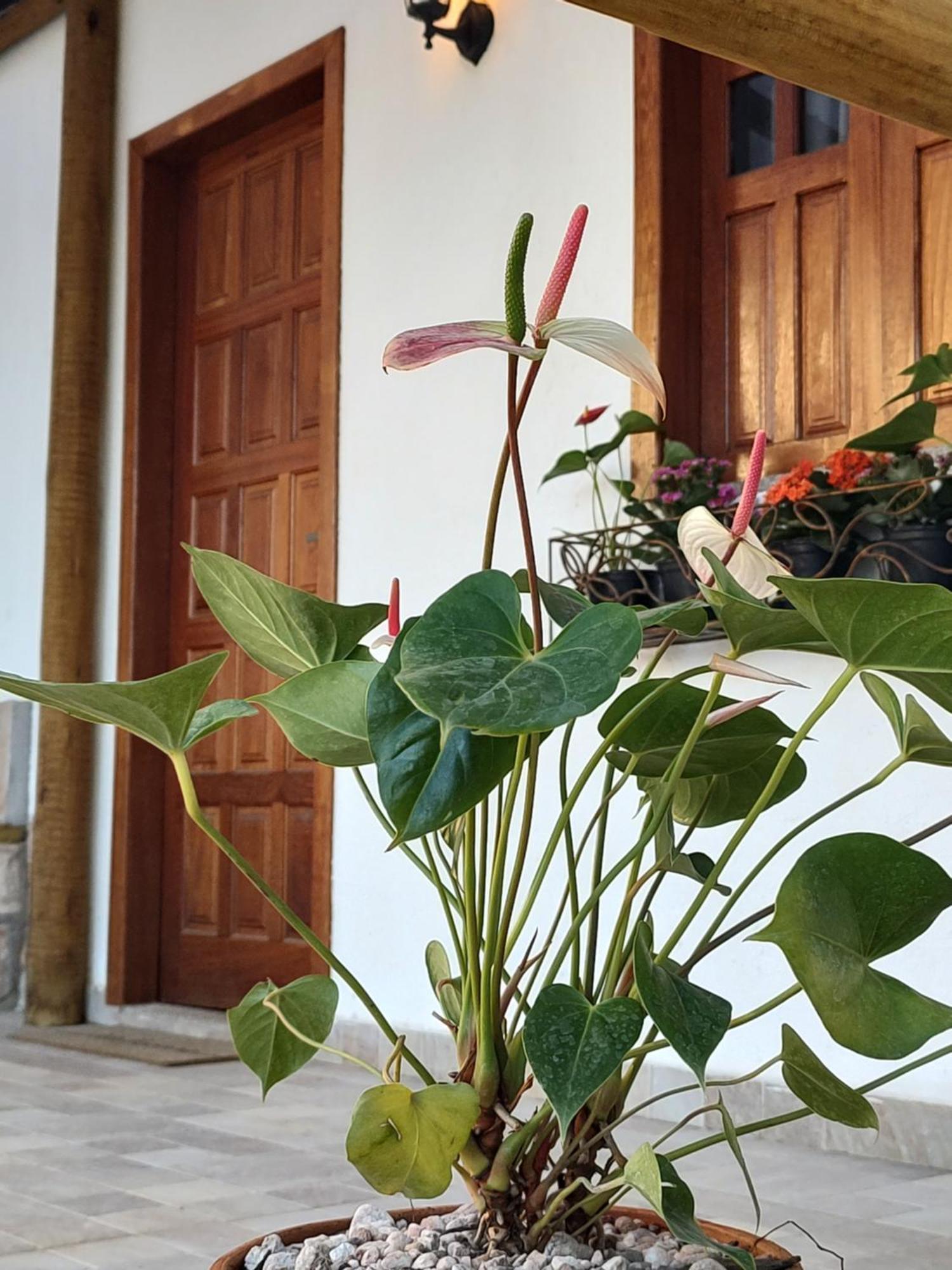 Chales E Suites Campos De Sao Joao Palmeiras  Kamer foto